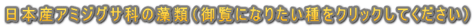 日本産アミジグサ科の藻類（御覧になりたい種をクリックしてください）