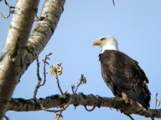 日本の鳥 ハクトウワシ - Natura Japonicae